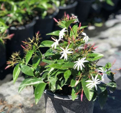 Star Jasmine